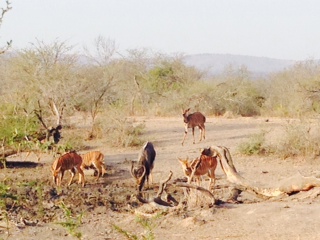 EuroZulu Safaris – Tuesday 17 June 2014