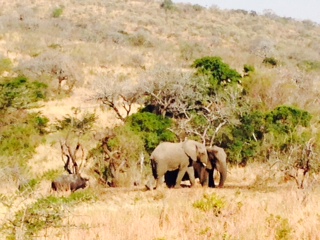 EuroZulu Safaris – Tuesday 24 June 2014