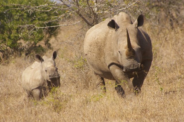 EuroZulu Safaris – Friday 11 July 2014