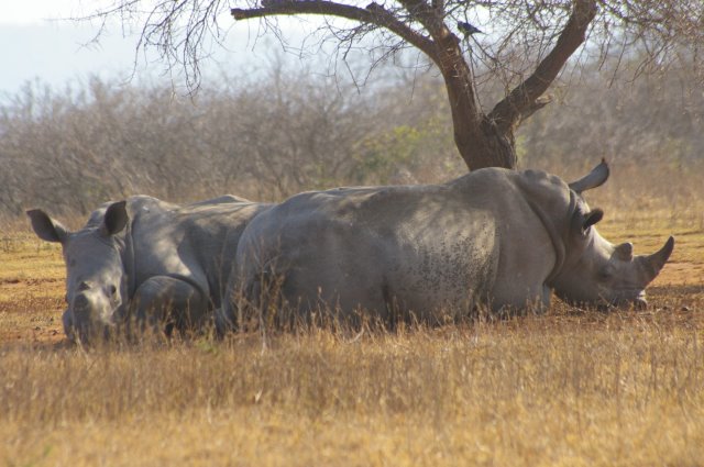 EuroZulu Safaris – Tuesday 8 July 2014