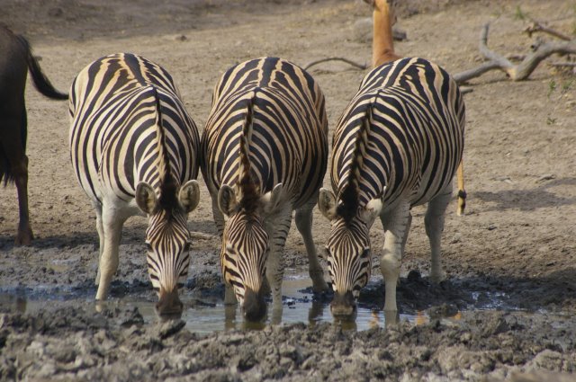 EuroZulu Safaris – Wednesday 9 July 2014