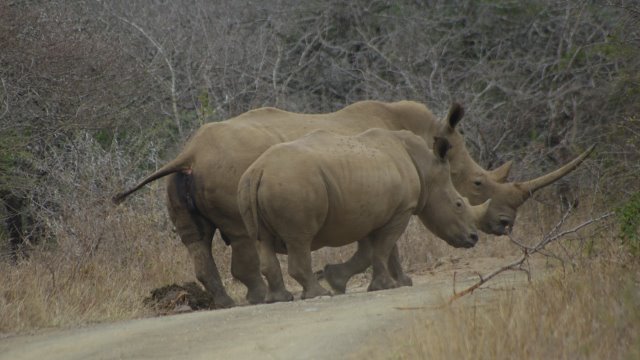 EuroZulu Safaris – Monday 21 July 2014