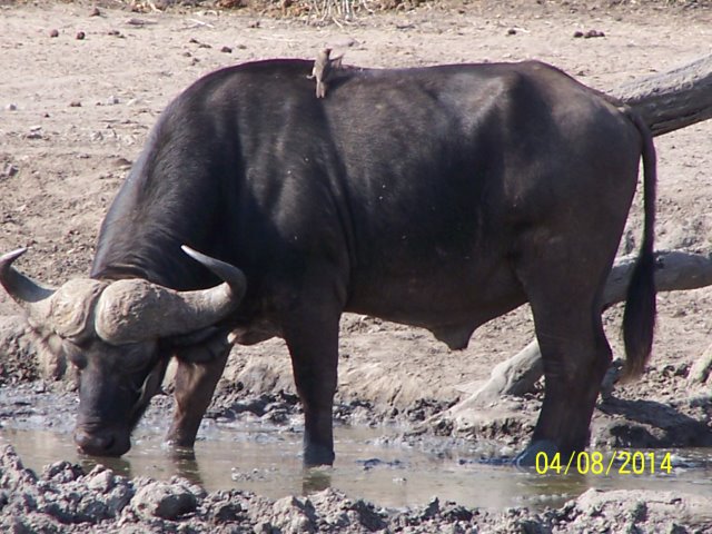 EuroZulu Safaris – Monday 4 August 2014