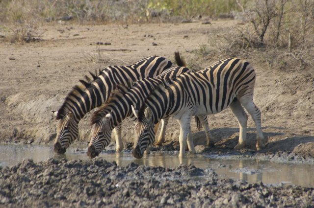 EuroZulu Safaris – Thursday 7 August 2014