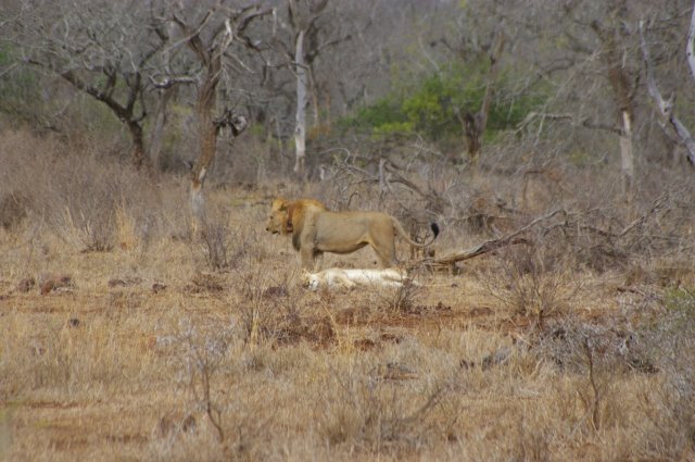 EuroZulu Safaris – Saturday 16 August 2014