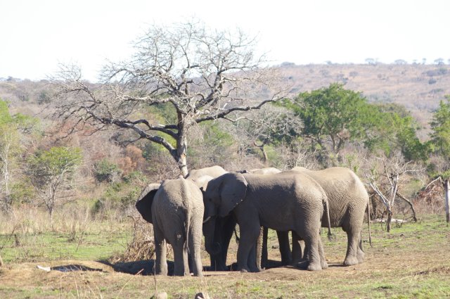 EuroZulu Guided Tours & Safaris Hluhluwe / Umfolozi : Monday 25 August 2014