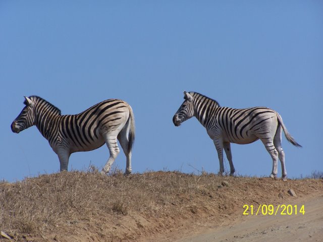 EuroZulu Guided Tours & Safaris Hluhluwe / Umfolozi : Sat 20 & Sun 21 Sep 2014