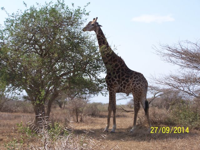 EuroZulu Guided Tours & Safaris Hluhluwe / Umfolozi : Saturday 27 Sep 2014