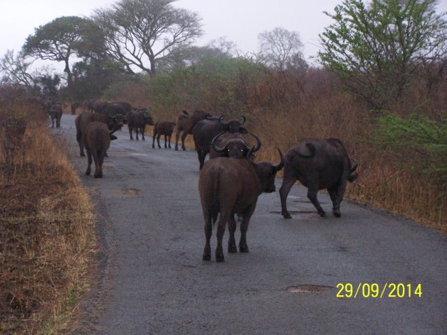 EuroZulu Guided Tours & Safaris Hluhluwe / Umfolozi : Monday 29 September 2014