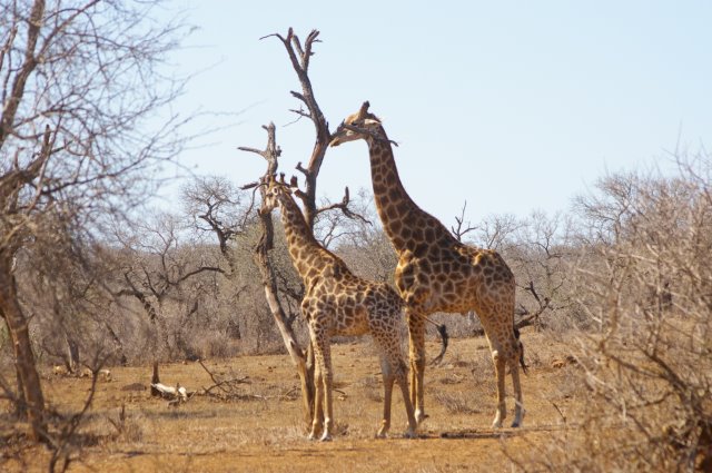 EuroZulu Guided Tours & Safaris Hluhluwe / Umfolozi : Thursday 11 Sep 2014