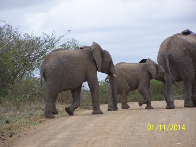 EuroZulu Guided Tours & Safaris Hluhluwe / Umfolozi : Thursday 06 November 2014
