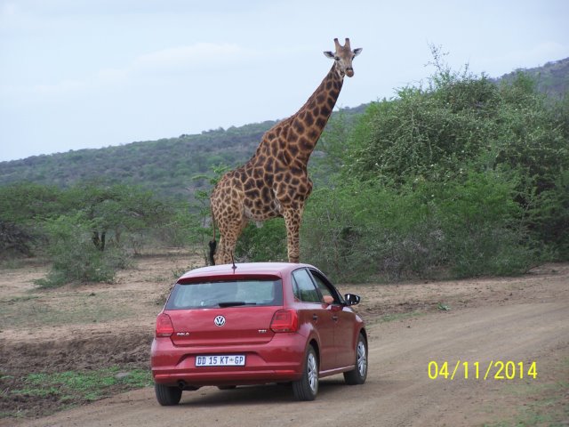 EuroZulu Guided Tours & Safaris Hluhluwe / Umfolozi : Tuesday 04 November 2014
