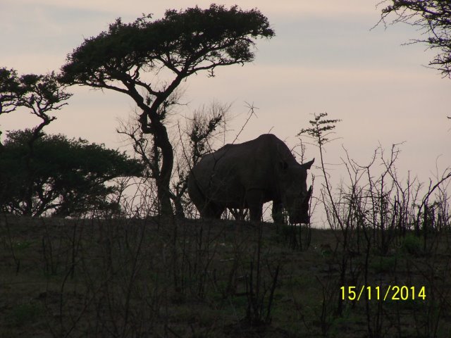 EuroZulu Guided Tours & Safaris Hluhluwe / Umfolozi : Sat 15 & Sun 16 November 2014