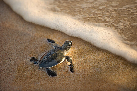 Turtle tours in the iSimangaliso Wetland Park